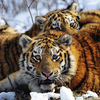 Хотя большую часть тигры проводят в убежище - увидеть полосатых кошек сможет любой желающий — newsvl.ru