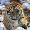 Эти тигрята родились в зоосаде «Приамурский», 2 апреля 2012 года в Хабаровской крае. Их родителями являются амурские чистокровные тигры, которые также были выведены в рамках программы сохранения генофонда этих редких и удивительных животных — newsvl.ru