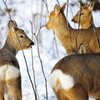 Всего на территории "Парка копытных" в "Сафари парке" 6 косуль, 4 пятнистых оленя, самка благородного оленя (изюбрь), а также гибридный олень (папа - пятнистый олень, мама - изюбриха)) — newsvl.ru