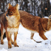Красные волки - практически исчезнувший вид. Редкий вид псовых, находящийся под угрозой исчезновения — newsvl.ru