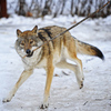 Волчок в парке совсем ручной — newsvl.ru