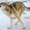 Волчок, как обычная домашняя собака, бегает за палкой, играет и прыгает — newsvl.ru