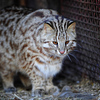 Дальневосточный кот в природе живет 8-10 лет, в неволе - до 15 лет — newsvl.ru