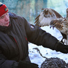 На особых присадах 15 видов хищных птиц — newsvl.ru