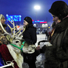 Детям предоставилась возможность прокатиться вдоль всей площади на настоящих северных оленях — newsvl.ru