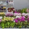      1000    — newsvl.ru
