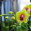 Орхидеи Фаленопсис неприхотливы в уходе — newsvl.ru