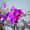 Для выращивания орхидей используется специальный грунт с примесью мха и коры — newsvl.ru