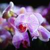 Коллекционирование орхидей — увлечение некоторых любителей комнатных растений — newsvl.ru