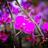 "Цветочный центр" проводит акцию — 450 рублей за орхидеи с одним цветоносом — newsvl.ru