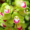 По словам сотрудников магазина, все цветы — очень высокого качества, отобранные опытными биологами компании — newsvl.ru