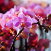 Во всем мире орхидеи дарят как долго стоящий букет — newsvl.ru