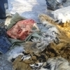 В Уссурийске задержаны два местных жителя, которые пытались реализовать шкуру Амурского тигра — newsvl.ru