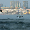Парение моря весьма характерно для арктических морей в зимнее время — newsvl.ru