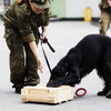 Все собаки безошибочно определили, в какой коробке находится закладка  — newsvl.ru