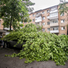 По восьми адресам поступили сигналы о поваленных на дороги деревьях — newsvl.ru