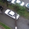 На Дальзаводской многолетнее дерево рухнуло на автомобиль (фото читателя VL.ru Константина Корнеева) — newsvl.ru