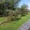 Фото жителя города Гургена. На Спортивной набережной поломало деревья — newsvl.ru