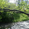 Поваленное ветром дерево на Хабаровской, 30а — newsvl.ru