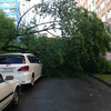Фото жительницы города Елены. Упавшее дерево на Некрасовской, 52 — newsvl.ru