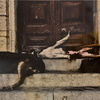 Бродячие собаки, греющиеся на крыльце старинного здания — newsvl.ru