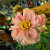 Пион - традиционный японский цветок — newsvl.ru