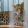 Леопарды, как животные с тонкой психологией не понимают насилия над собой — newsvl.ru