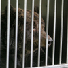 С цирком гастролируют медведи, которые долгое время были гвоздем цирковой программы — newsvl.ru