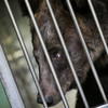 С цирком гастролируют медведи, которые долгое время были гвоздем цирковой программы — newsvl.ru