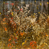 Осенние пейзажи поражают своей красотой — newsvl.ru