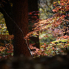 Первыми отдаются во власть осени клен, липа, черемуха, украшают стволы деревьев красные гирлянды дикого винограда — newsvl.ru