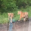 В Приморье на дорогу вышли два тигренка (ВИДЕО)