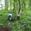 В лесу на Тихвинской убрали мусор и высадили 20 краснокнижных деревьев — newsvl.ru