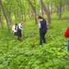 Местные жители борются за лес с администрацией города — newsvl.ru