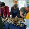 Рана пострадавшего в Приморье леопарда заживает (ФОТО)
