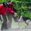 В первой половине четвертого упражнения собакам-спортсменам предстояло произвести задержание одного из фигурантов, затем отразить нападение на себя второго  — newsvl.ru