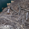 На сотрудников мэрии завели уголовное дело за незаконное разрешение на вырубку деревьев у завода «Варяг»