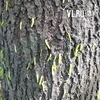 Листву деревьев на Второй Речке объедают гусеницы (ФОТО)