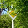 Знак «Главная дорога» перекрывает листва на Адмирала Юмашева — newsvl.ru
