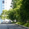Водители Владивостока жалуются на скрытые деревьями и кустами дорожные знаки — newsvl.ru