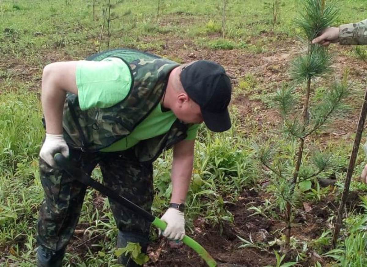 загубленные деревья. деревья томской области сосна. сосновые деревья фото. новости сосна. новости сосна.