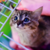 Выставка-раздача бездомных кошек проводится во Владивостоке уже в течение восьми лет — newsvl.ru