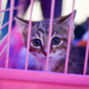 Кошек и котят раздают бесплатно — newsvl.ru