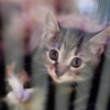 Несмотря на то, что выставки проходят достаточно часто, бездомных кошек не становится меньше — newsvl.ru