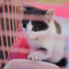 Организаторы акции советуют стерилизовать кошек, если неизвестно, куда пристроить потомство — newsvl.ru
