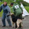 Многие собаки выполняли команды по задержанию играючи, что вызывало улыбку у фигуранта — newsvl.ru