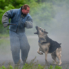 Многие собаки с легкостью выполняли команду по задержанию — newsvl.ru