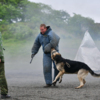 Собаки четко выполняли команды, прекращая задержание после требования владельца — newsvl.ru