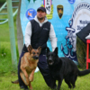 Две собаки готовятся к задержанию «злоумышленника» — newsvl.ru