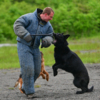 Две собаки производят задержание «злоумышленника» — newsvl.ru